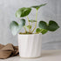 White Hexa Ceramic Planter - The Earth Store - Planter